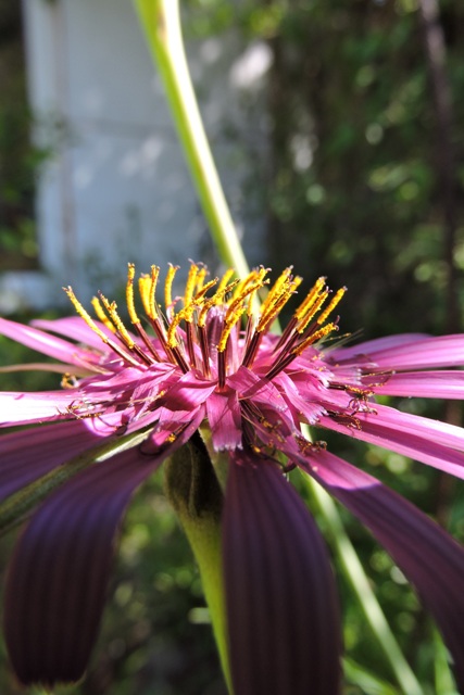 Flower of the Wild Salsify